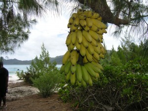 Les bananes Les bananes